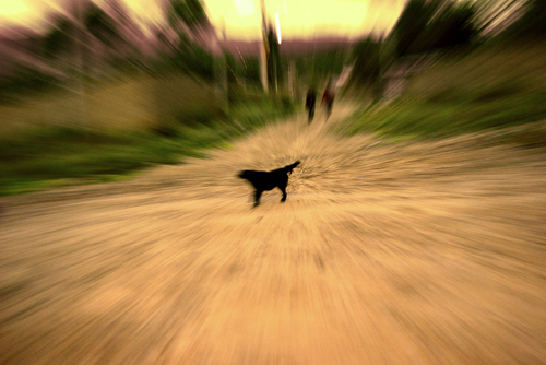 Dizzy Lizzy