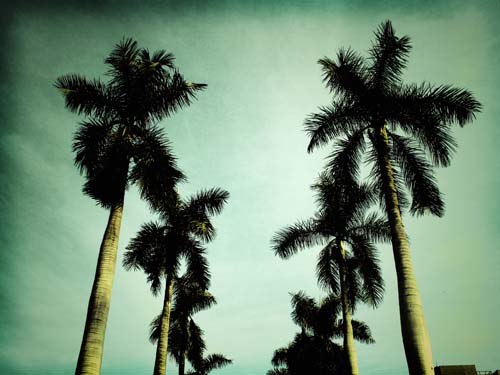 Palmeras
