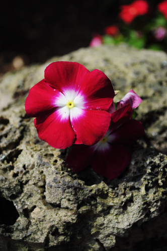Flor I