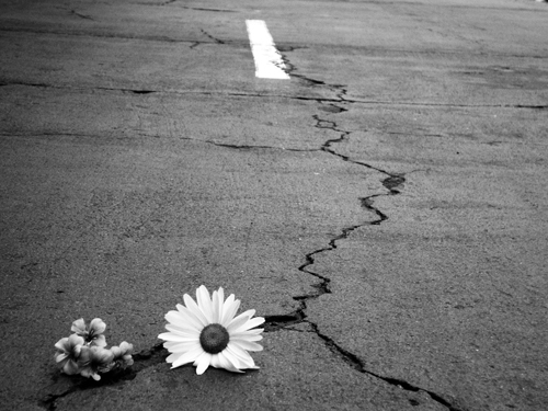 Flor III
