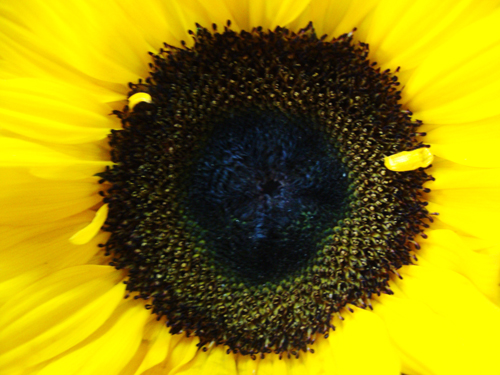 Flor IV