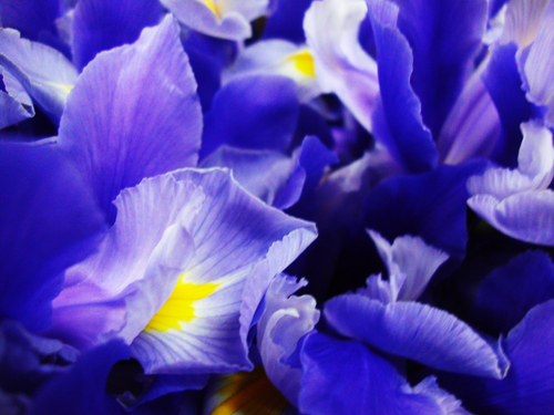 Violetas