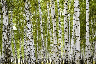 White Birch Wax Melt