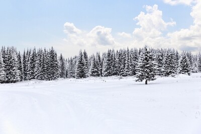 Woodland Snow Wax Melt