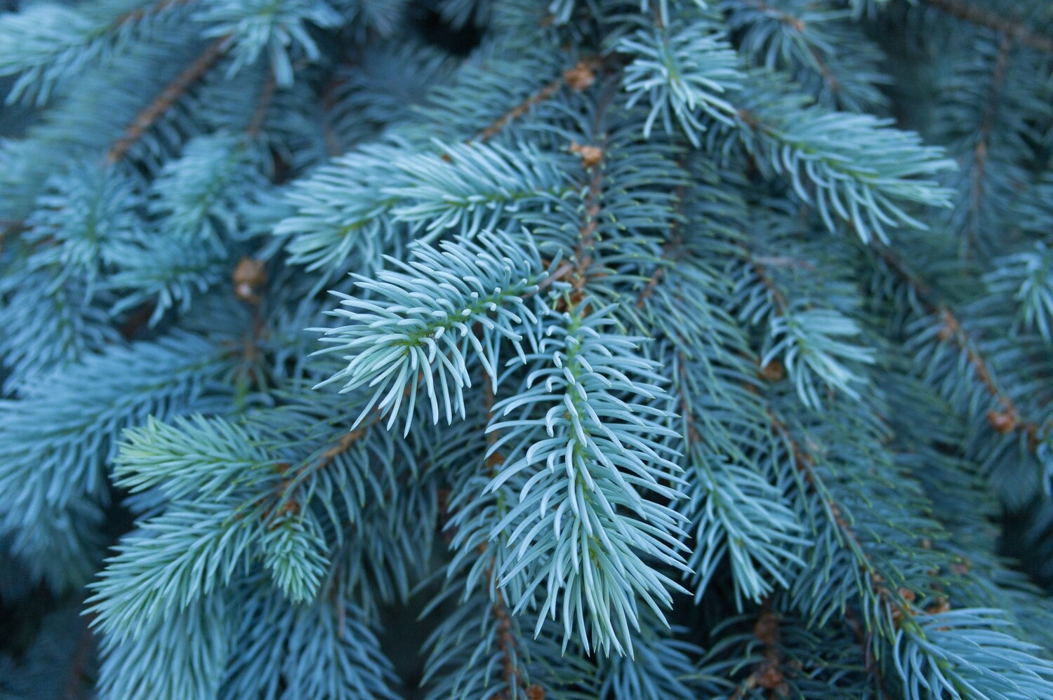 Blue Spruce Wax Melt