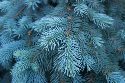 Blue Spruce Wax Melt