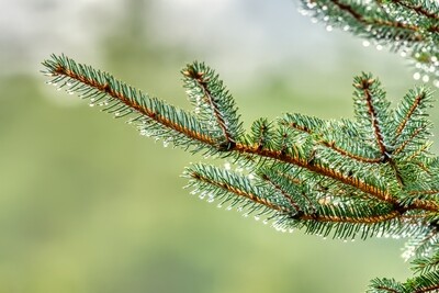 Fraser Fir Wax Melt