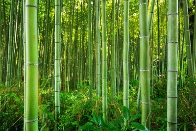Himalayan Bamboo Wax Melt