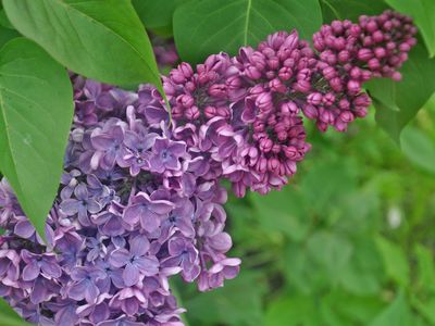 Lilac Blossoms Cauldron