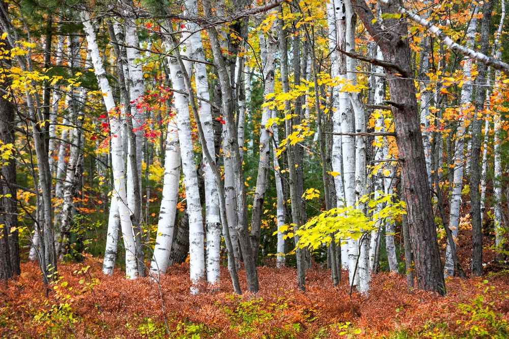 Yooper Woods Cauldron