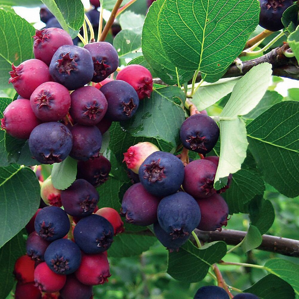 Amélanchier Martin – pépinière de culture fruitière, permaculture et ...