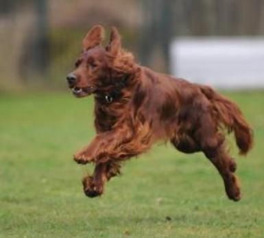 Anreise jeweils am Donnerstagabend. 3Tagesseminar im Schwarzwald, 1 Person mit 1 Hund
