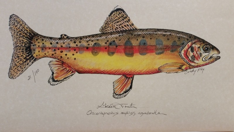 print large Golden Trout