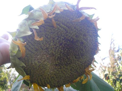 Semilla de Girasol o Maravilla Orgánica, sobre