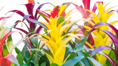 Bromeliaceae / Bromeliads