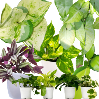 Our top selling houseplants