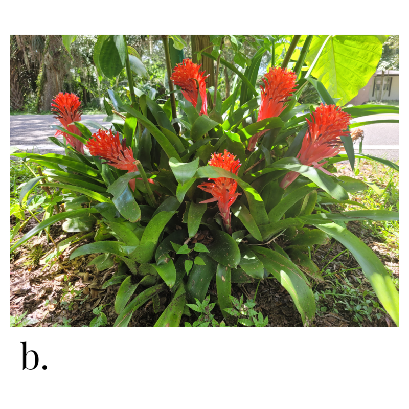 bromeliad quesnelia quesneliana