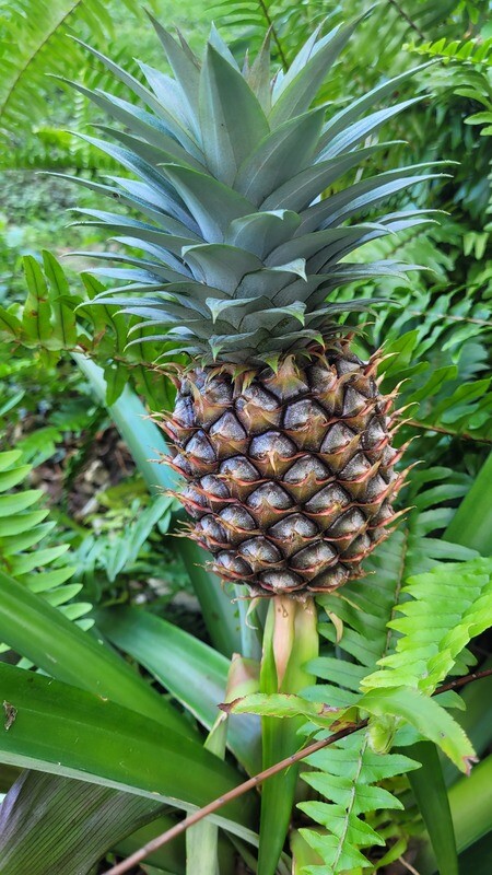 bromeliad pineapple