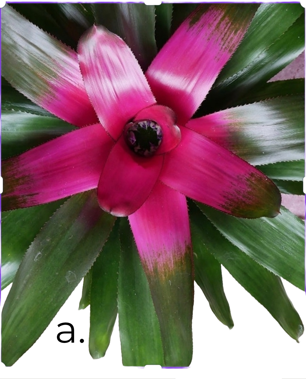 bromiliad donna
