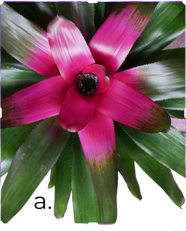 bromiliad donna