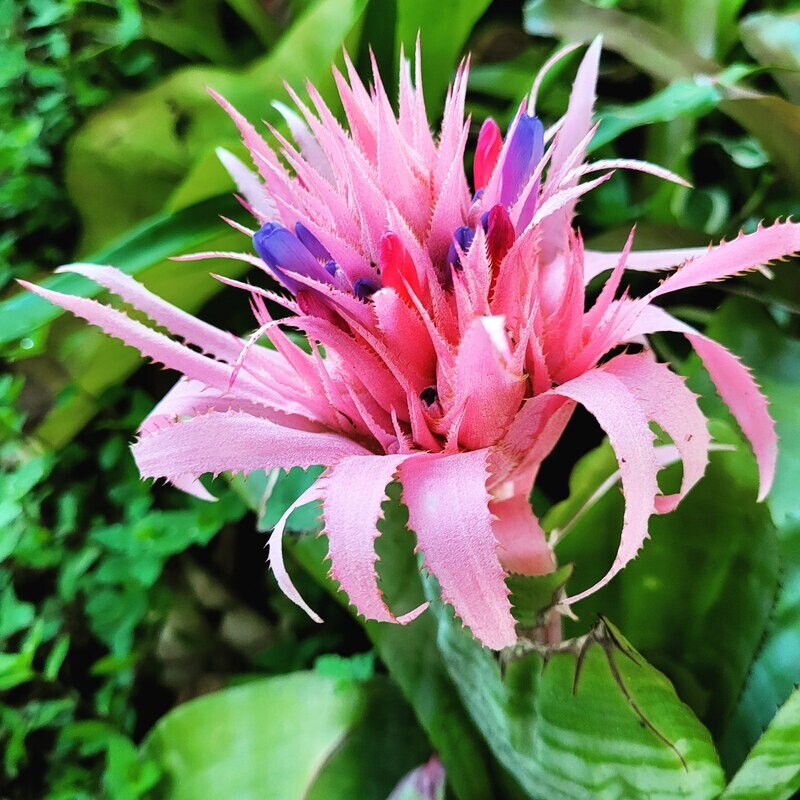 bromeliad urn plant