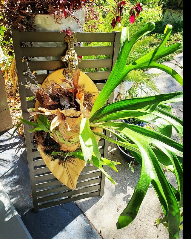 staghorn fern (platycerium wallichii)