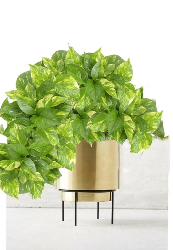 Pothos = Golden Pothos, Jade Pothos &amp; Neon pothos [ Epipremnum Aureum] aka:(Devil&#39;s Ivy, Devil&#39;s Vine, Golden Pothos, Money plant &amp; Hawaiian pothos. )