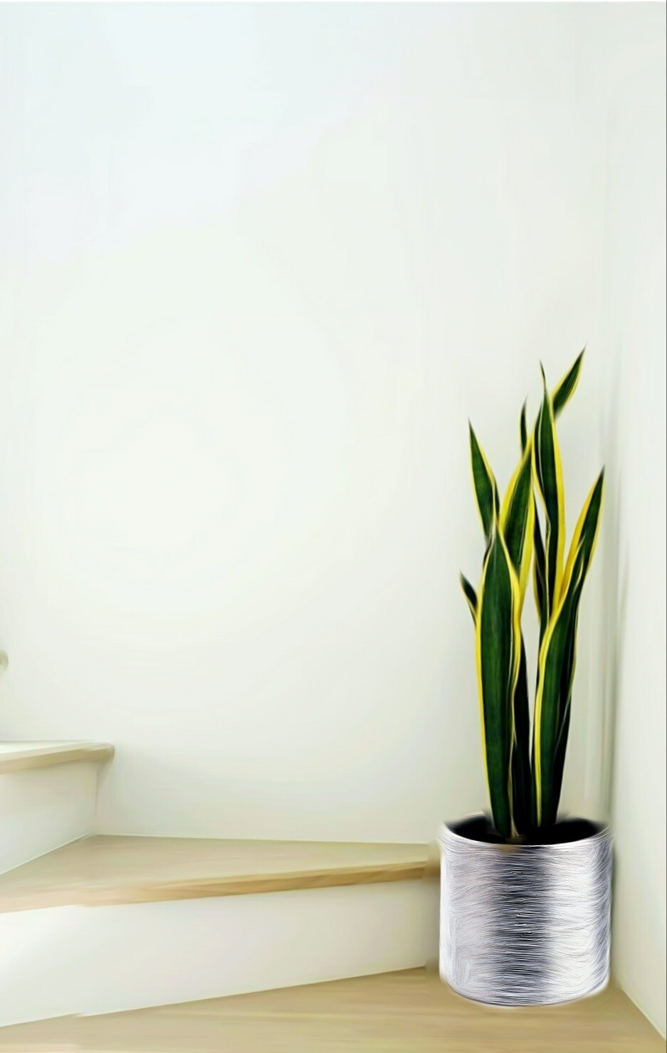 Sansevieria - Laurentii Sansevieria &quot;Golden Sanseveria&quot;, Sansevieria trifasciata &quot;Moonshine&quot;,  Sansevieria Masoniana &quot;Whale Fin&quot; &amp; Sansevieria Cylindrica &quot;Dragon Fingers&quot;. Snake plant, mother-in-law