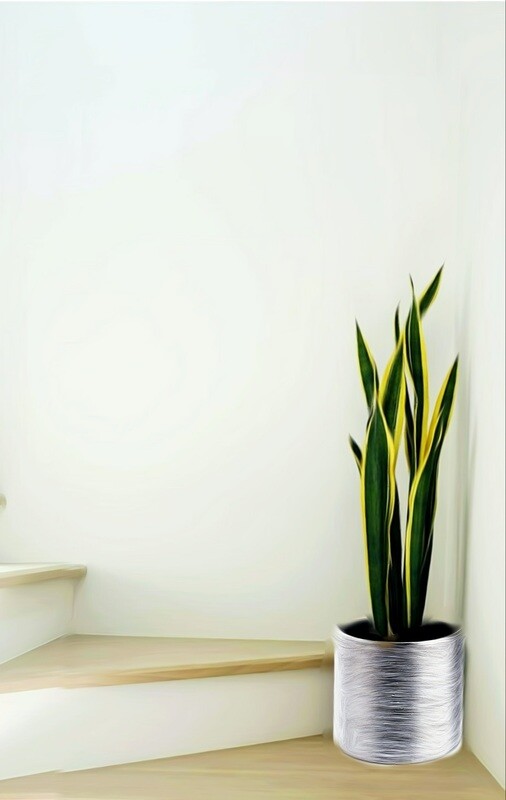 Sansevieria - Laurentii Sansevieria &quot;Golden Sanseveria&quot;, Sansevieria trifasciata &quot;Moonshine&quot;,  Sansevieria Masoniana &quot;Whale Fin&quot; &amp; Sansevieria Cylindrica &quot;Dragon Fingers&quot;. Snake plant, mother-in-law