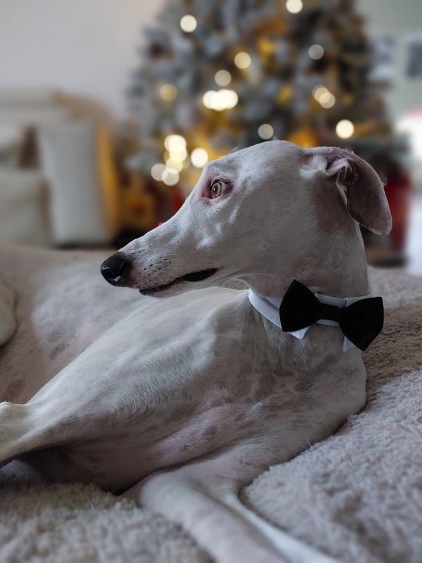 Feestelijk accessoire voor je hond