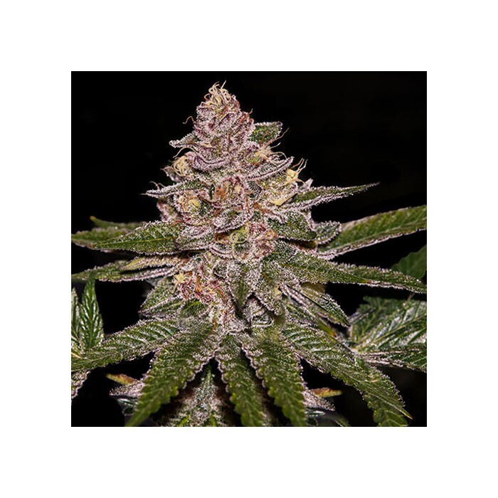 RIPPER SEEDS - RADICAL JUICE