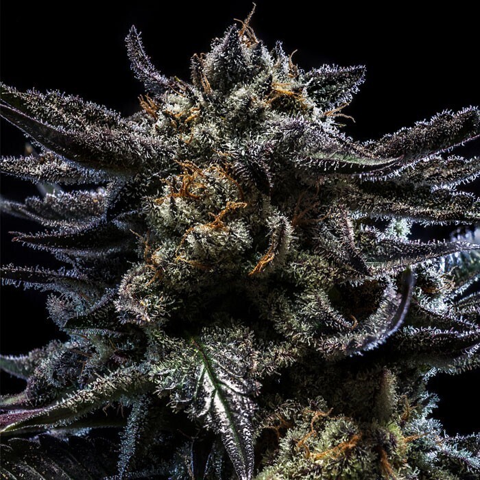 RIPPER SEEDS - ZOMBIE KUSH