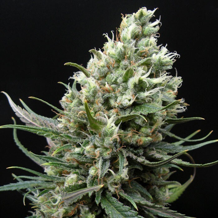RIPPER SEEDS - RIPPER HAZE
