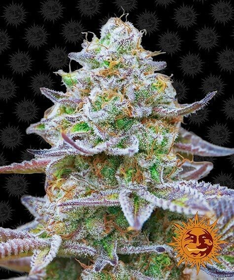 BARNEY'S FARM - GORILLA ZKITTLEZ