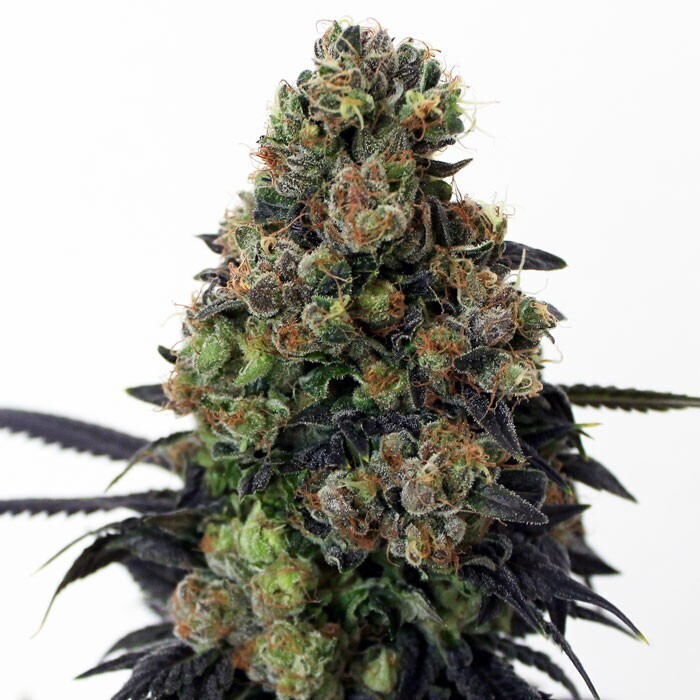 RIPPER SEEDS - ACID DOUGH