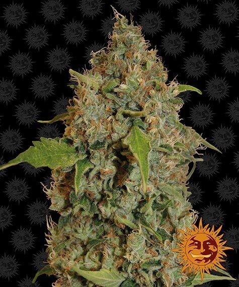 BARNEY'S FARM - CHRONIC THUNDER