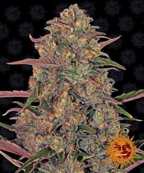 BARNEY'S FARM - PINEAPPLE CHUNK