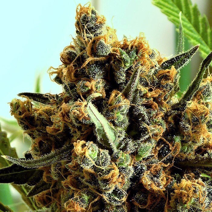 RIPPER SEEDS - CRIMINAL