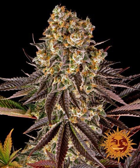 BARNEY'S FARM - GELATO 45
