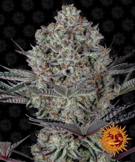 BARNEY'S FARM - DOS SI DOS 33