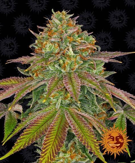 BARNEY'S FARM - WEDDING CAKE