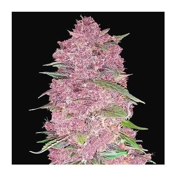 FAST BUDS - PURPLE LEMONADE