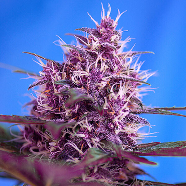 SWEET SEEDS - RED POISON AUTO