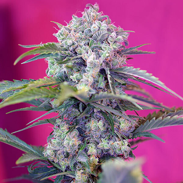 SWEET SEEDS - CREAM MANDARINE AUTO