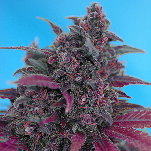 SWEET SEEDS - DARK DEVIL AUTO