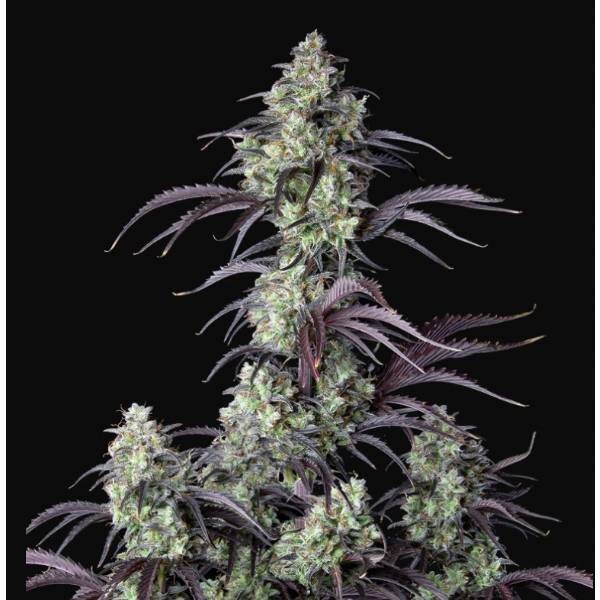 FAST BUDS - AUTO MIMOSA CAKE