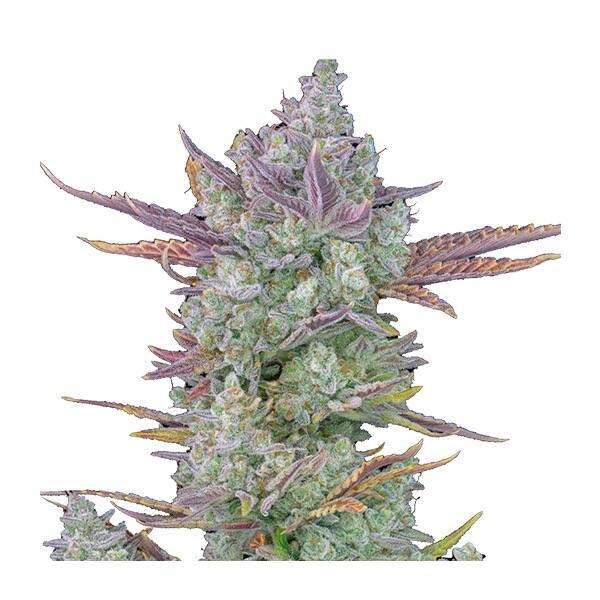 FAST BUDS - GORILLA COOKIES AUTO