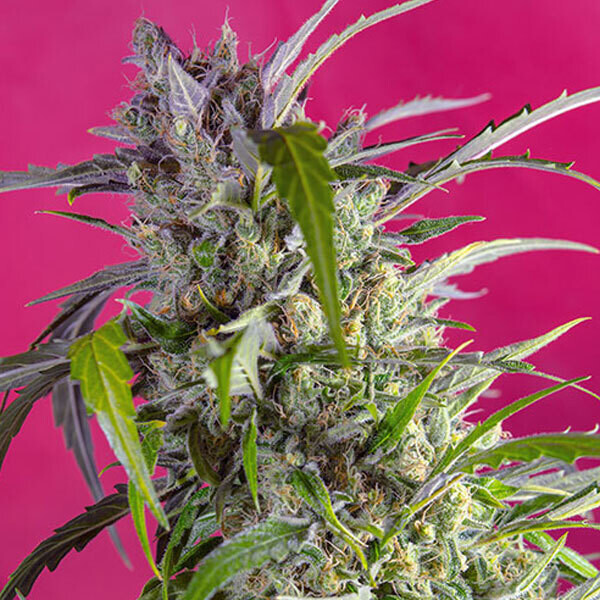 SWEET SEEDS - CRYSTAL CANDY AUTO