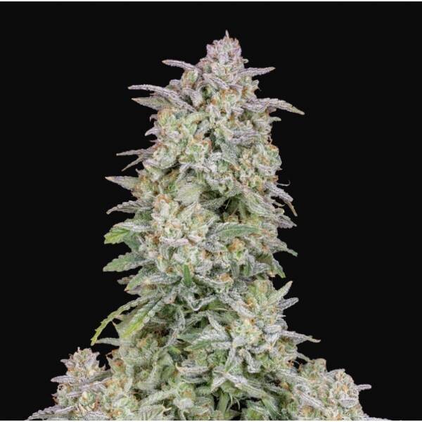 FAST BUDS - AUTO FORBIDDEN RUNTZ
