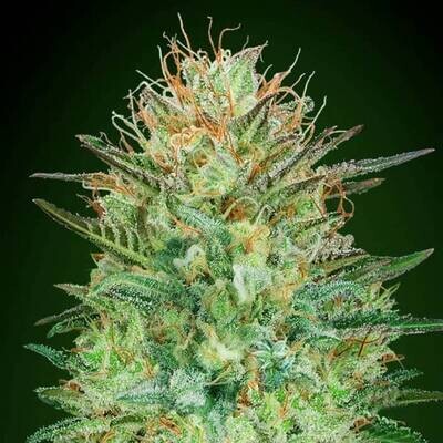 00 SEEDS - SWEET CRITICAL AUTO